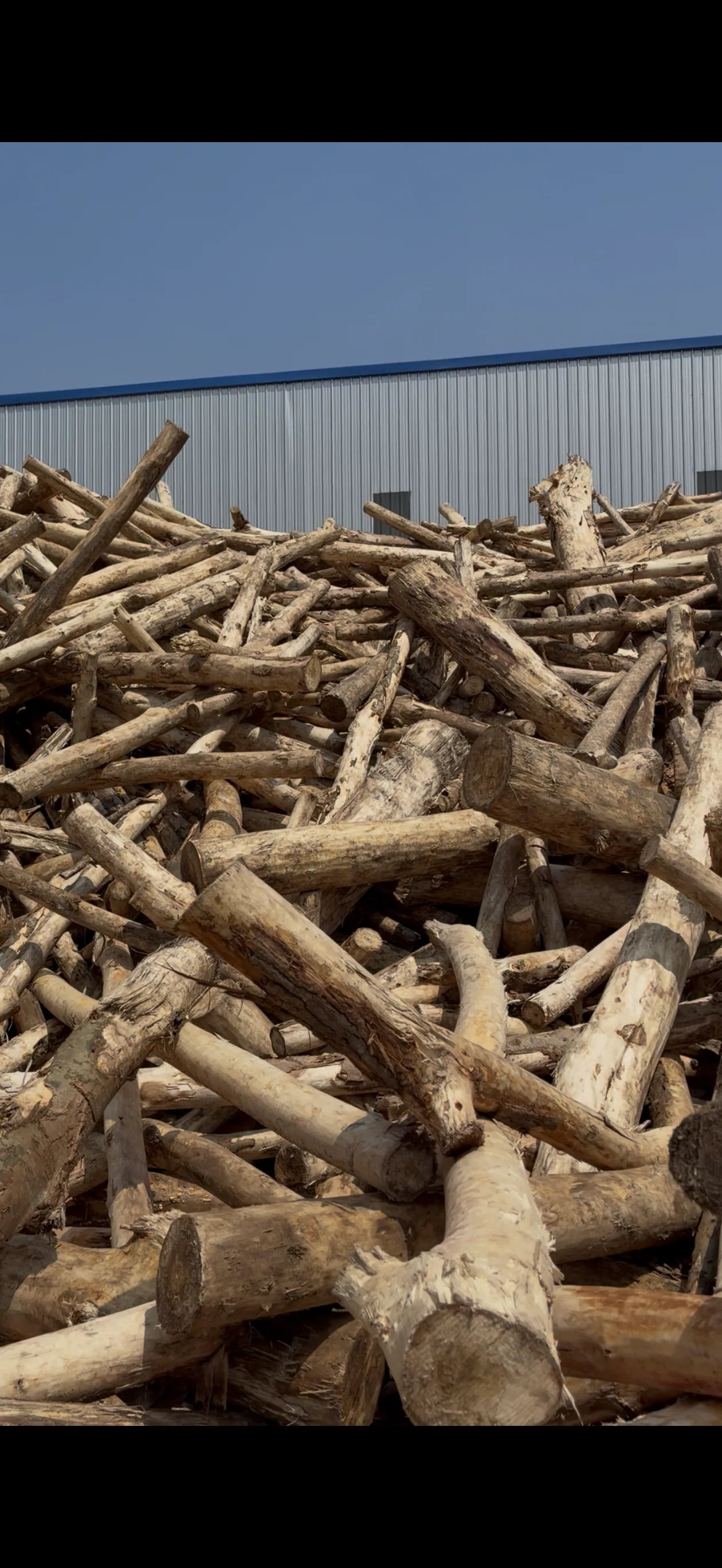 Raw wood materials at Xinyao Wood