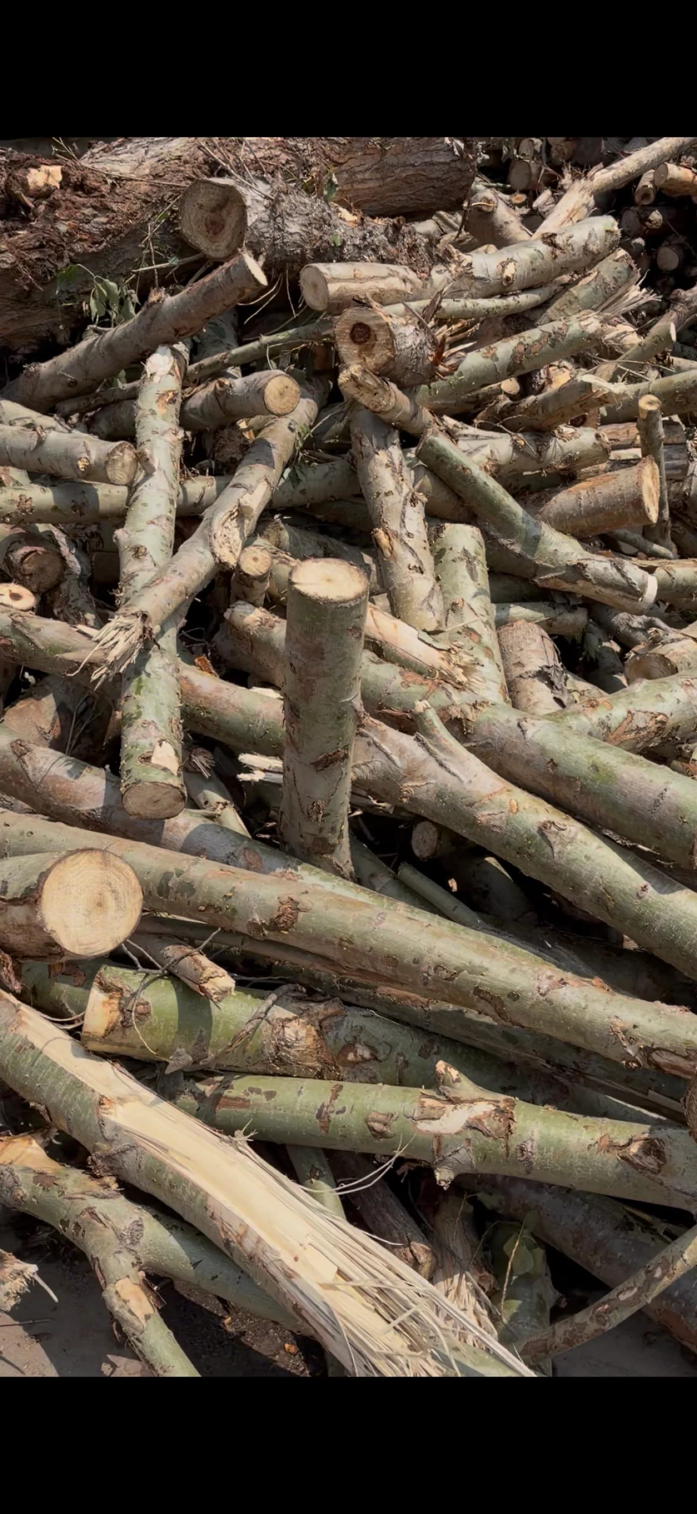 Wood raw material prepared for MDF production
